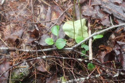 Pyrola chlorantha, photographed by Steven Lamonde