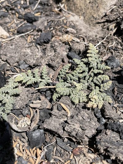 Oreonana purpurascens, photographed by Mike Heine