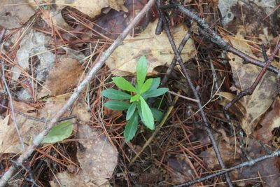 Chimaphila umbellata, photographed by Steven Lamonde