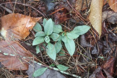 Goodyera tesselata, photographed by Steven Lamonde