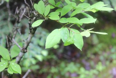 Ilex mucronata, photographed by Steven Lamonde