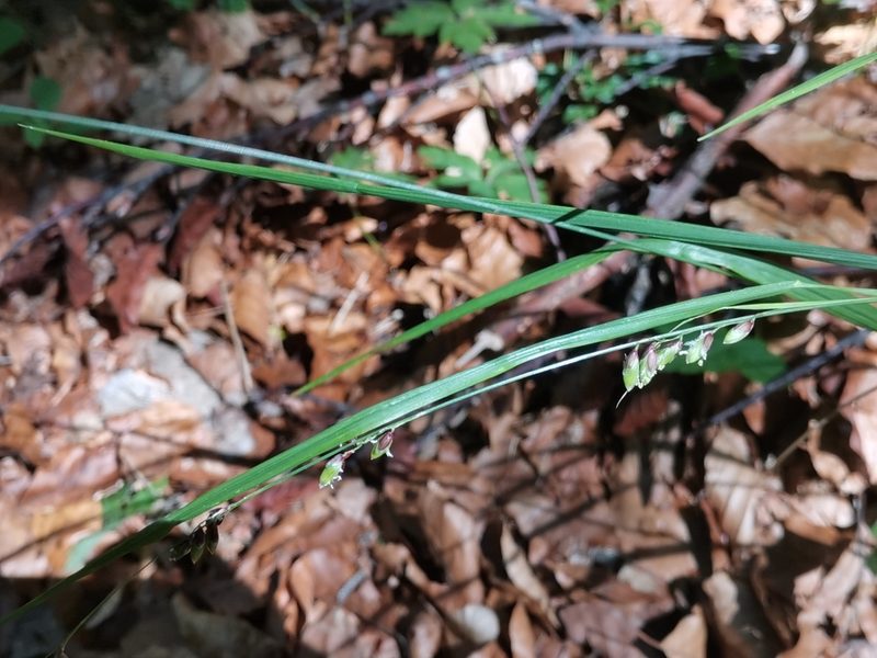 Melica nutans, photographed by Ljaž