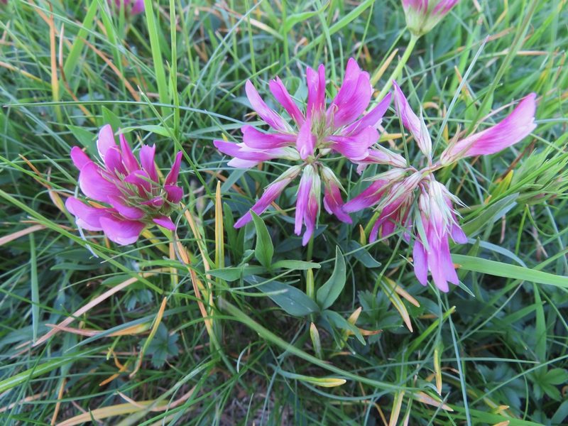 Trifolium alpinum, photographed by Marco Mussita