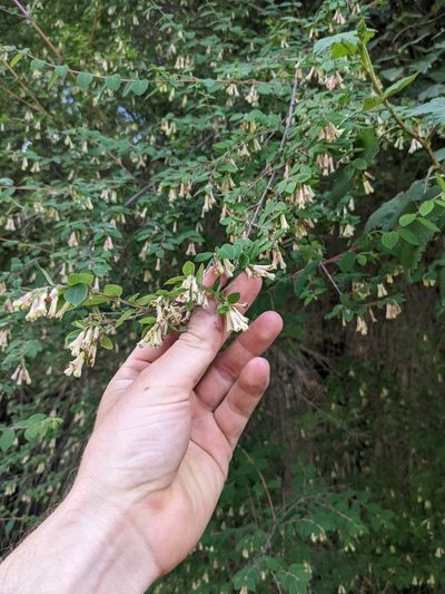 Symphoricarpos microphyllus, photographed by Connor McInerney