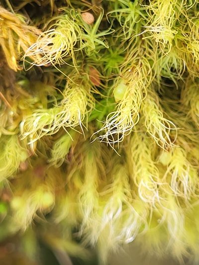 Bartramia halleriana, photographed by Jacek Pietruszewski