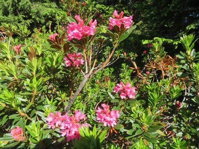 Rhododendron ferrugineum, photographed by Marco Mussita