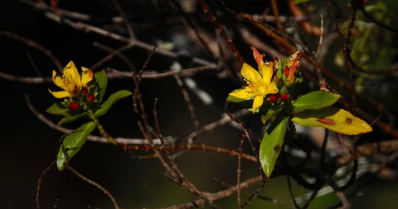 Hypericum glandulosum, photographed by desertnaturalist