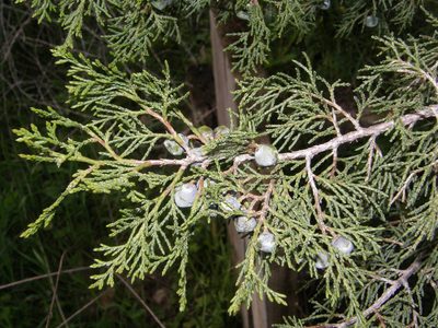 Juniperus thurifera, photographed by Rafael Medina