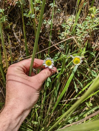 Erigeron galeottii, photographed by Connor McInerney