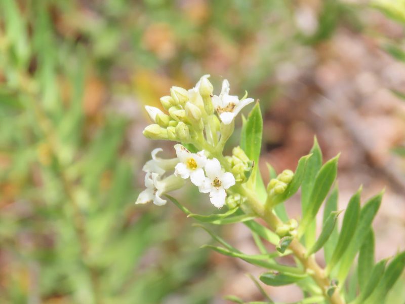 Daphne gnidium, photographed by Emanuele Santarelli