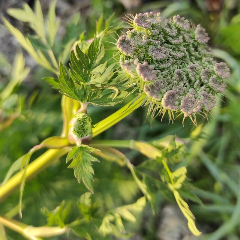 Libanotis pyrenaica, photographed by Dmitrii Mostovoi