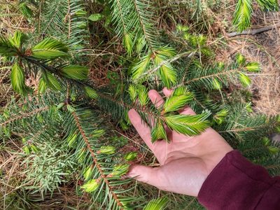 Abies religiosa