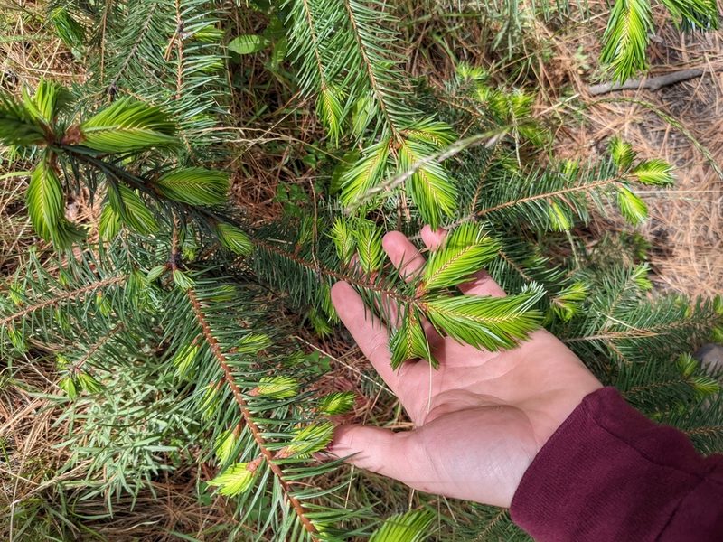 Abies religiosa, photographed by Connor McInerney