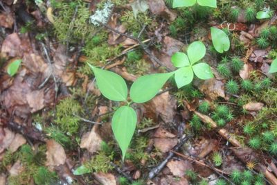Trillium undulatum, photographed by Steven Lamonde