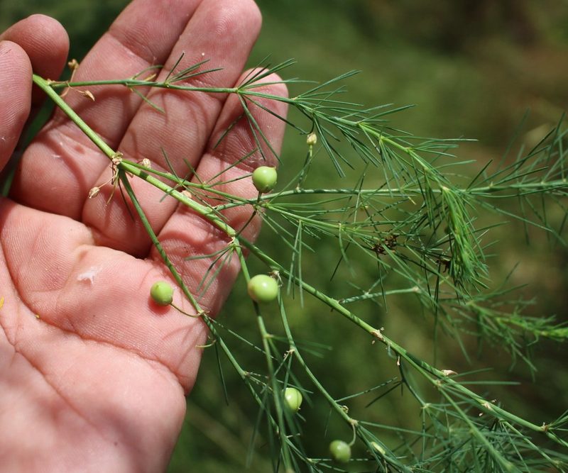 Asparagus verticillatus, photographed by Юрий Данилевский (Yuriy Danilevsky)
