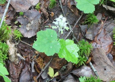 Tiarella stolonifera, photographed by Steven Lamonde