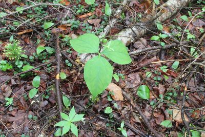 Trillium undulatum, photographed by Steven Lamonde