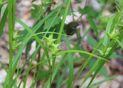 Carex intumescens, photographed by Steven Lamonde