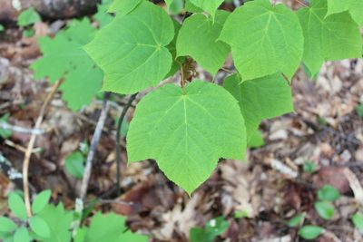 Acer pensylvanicum, photographed by Steven Lamonde
