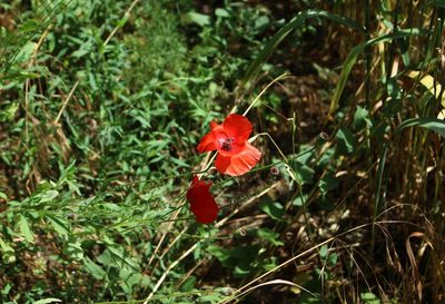 Papaver rhoeas, photographed by Юрий Данилевский (Yuriy Danilevsky)