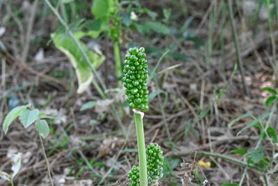 Arum italicum, photographed by Murielle Desrois
