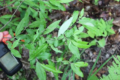Elaeagnus umbellata, photographed by Steven Lamonde