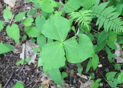 Trillium erectum, photographed by Steven Lamonde