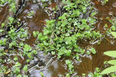 Chrysosplenium americanum, photographed by Steven Lamonde