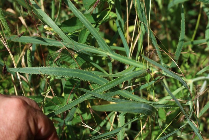 Falcaria vulgaris, photographed by Юрий Данилевский (Yuriy Danilevsky)