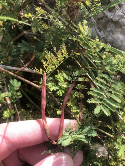 Desmanthus leptolobus, photographed by Sam Kieschnick