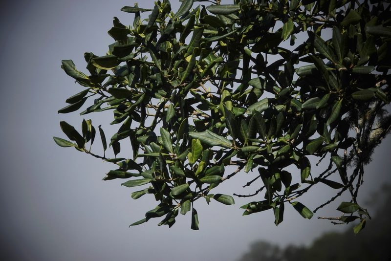 Picconia excelsa, photographed by desertnaturalist