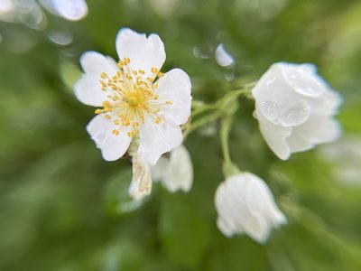 Rosa multiflora, photographed by Jill DeVito, PhD