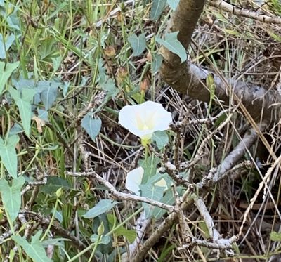 Calystegia purpurata