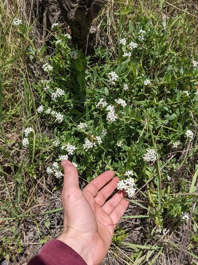Lithospermum distichum, photographed by Connor McInerney