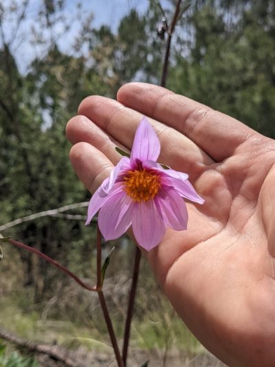 Dahlia sorensenii, photographed by Connor McInerney