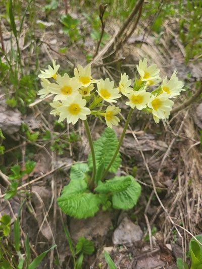 Primula ruprechtii, photographed by Jacek Pietruszewski