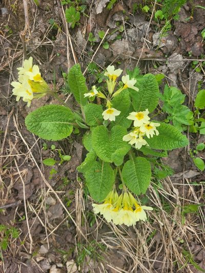 Primula ruprechtii, photographed by Jacek Pietruszewski