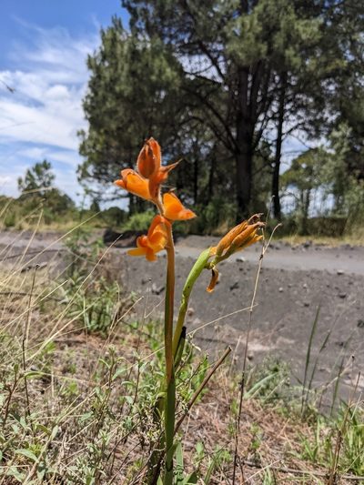 Dichromanthus aurantiacus, photographed by Connor McInerney