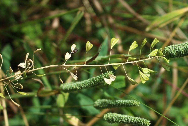 Capsella bursa-pastoris, photographed by Юрий Данилевский (Yuriy Danilevsky)