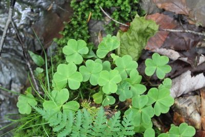 Oxalis montana, photographed by Steven Lamonde