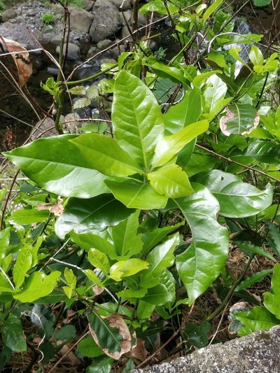 Ocotea foetens, photographed by Vítor Jorge