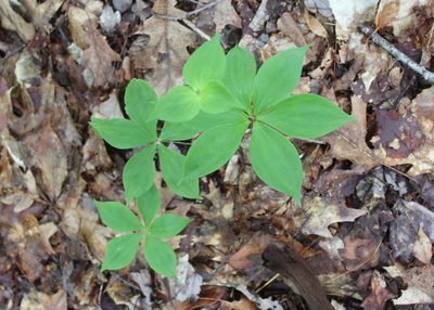 Medeola virginiana, photographed by Steven Lamonde