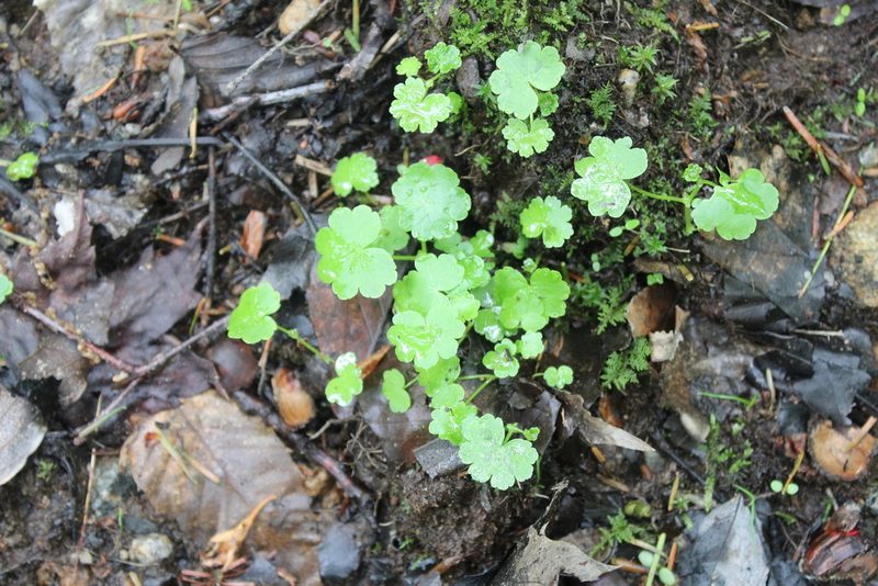 Hydrocotyle americana, photographed by Steven Lamonde