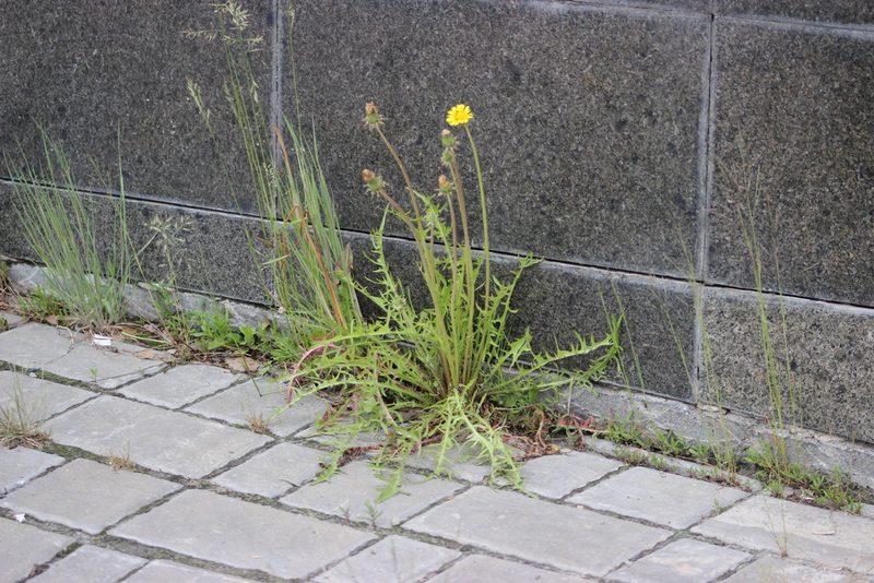 Taraxacum scariosum, photographed by Tatiana Strus