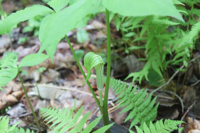 Arisaema stewardsonii, photographed by Steven Lamonde