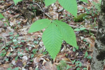 Fagus grandifolia, photographed by Steven Lamonde