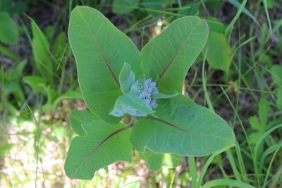 Asclepias syriaca