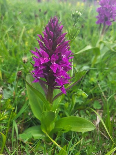 Dactylorhiza euxina, photographed by Jacek Pietruszewski