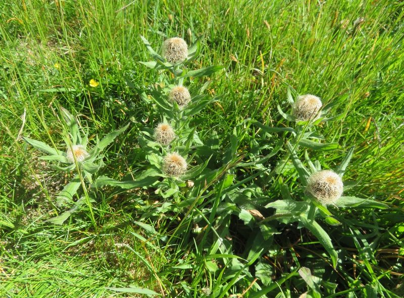 Centaurea nervosa, photographed by Marco Mussita