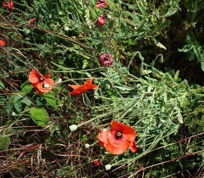 Papaver rhoeas, photographed by Юрий Данилевский (Yuriy Danilevsky)